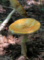 Fly agaric mushroom on the forest floor close - up view