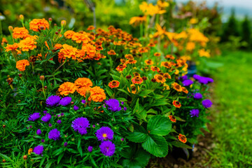 Autumn flowers in the garden.