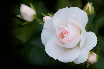 white rose with water drops