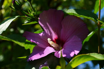 Bright pink flower of hibiscus (Hibiscus rosa sinensis) on green background. wild pink Hibiscus