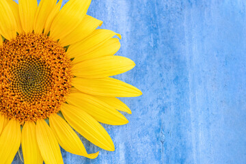 sunflower on blue wooden background, rustic background, free space for text, close-up © Leka