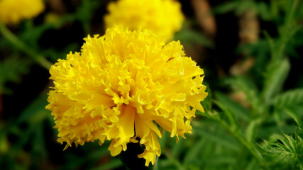 yellow flower in the garden