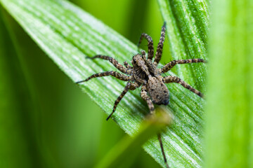 Wolf Spider Pardosa amentata on a green leaf of grass