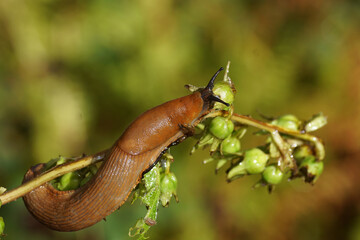 Red slug, large red slug, chocolate arion, European red slug (Arion rufus) or Spanish slug (Arion...