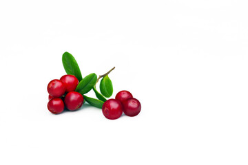 ripe lingonberry branch with leaves  isolated on white