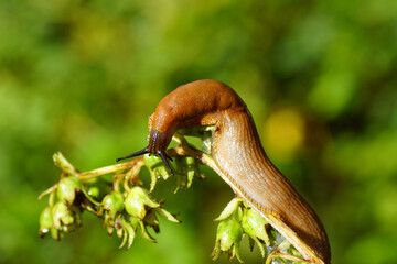 Red slug, large red slug, chocolate arion, European red slug (Arion rufus) or Spanish slug (Arion vulgaris). Family roundback slugs, round back slugs (Arionidae). Feeding on a plant in a Dutch garden.