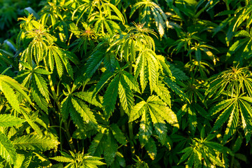 Green bushes of marijuana. Close up view of a marijuana cannabis bud at sunset