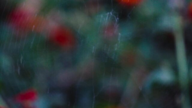large spider on a web moving fast
