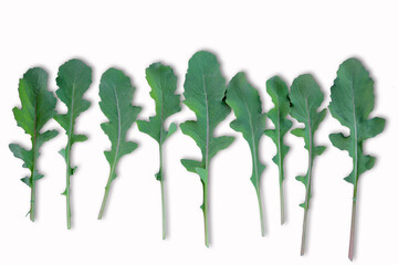 Roquette (arugula or rocket)  leaves on white background.