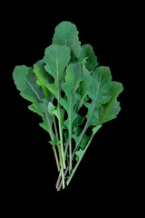bunch of fresh green roquette in plain black background.