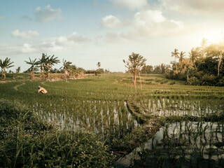 Green rice fields during a beautiful sunset in Bali Indonesia