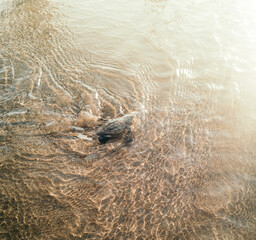 Baby sea turtle heading to the sea in Bali Indonesia