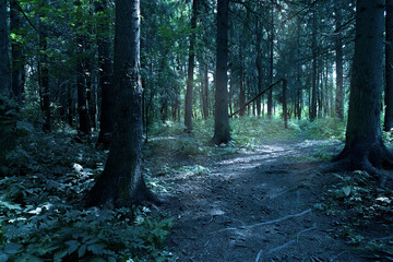 Mysterious forest path among the trees.