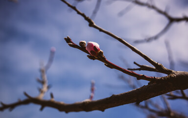 blooming cherry tree