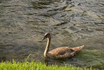 One grey young swan in the water