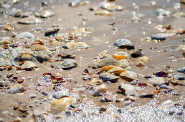Seashells on wet sand on a sunny summer day close up