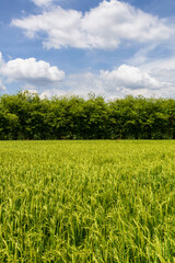 Beautiful green field in countryside with a blue sky as a background.