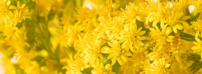Floral background from yellow flowers. Goldenrod