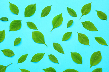 Green leaves on color background