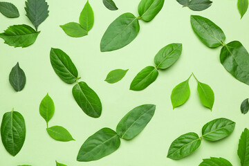 Green leaves on color background