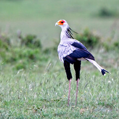 Secretary Bird (Sagittarius serpentarius) standing, Maasai Mara, Kenya.