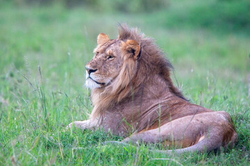 Lion (Panthera leo), a sitting male, Maasai Mara, Kenya.
