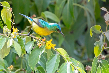 Collared Sunbird (Anthreptes collaris garguensis), female in tree, Maasai Mara, Kenya.