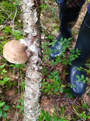 mushrooms in the forest on the trunk of birch