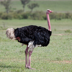 Common Ostrich (Struthio camelus), male standing, Maasai Mara, Kenya.