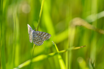 Lewes Wave - Scopula immorata, small common moth from European meadows and grasslands, Zlin, Czech Republic.