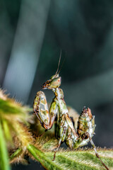 close-up of praying mantis on a leaves