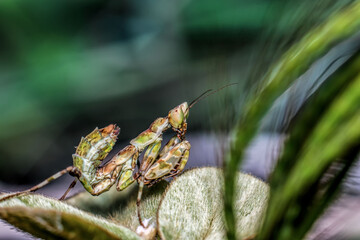 close-up of praying mantis on a leaves