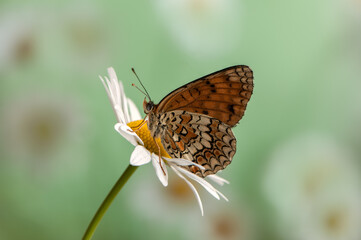 The   beautiful and elegant butterfly Melitaea  sits on a summer morning on a daisy flower