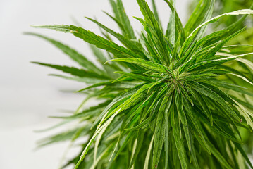 Fresh marijuana plant close-up. Cannabis green ripe Plant.