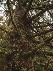 A misty atmospheric pine forest in the Swiss alps. Moss and lichen cover the trees and rocks in the damp lush forest setting.