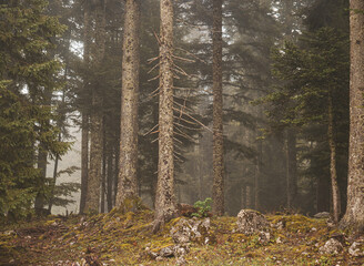 Fototapeta premium A misty atmospheric pine forest in the Swiss alps. Moss and lichen cover the trees and rocks in the damp lush forest setting.