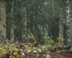 A misty atmospheric pine forest in the Swiss alps. Moss and lichen cover the trees and rocks in the damp lush forest setting.