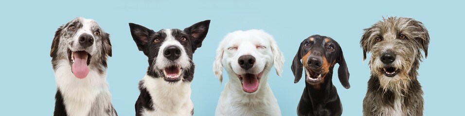 Banner five  happy dogs  smiling on colored blue backgorund with closed eyes and smile expression.