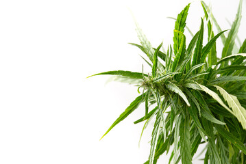 Fresh marijuana plant close-up. Cannabis green ripe Plant.