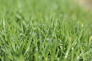 Green grass with morning dew 