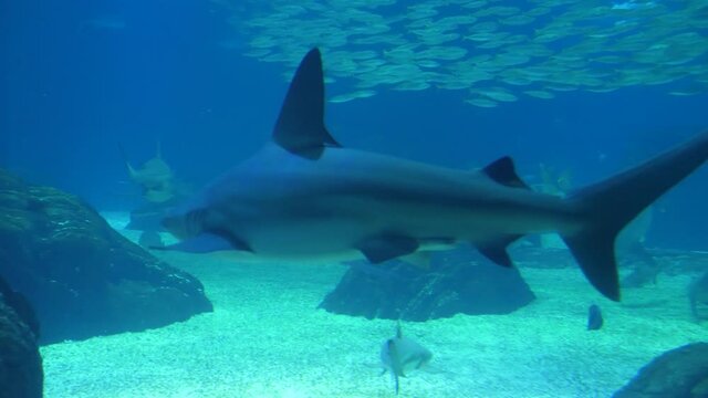 shark in aquarium slow motion 4k