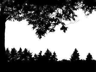 silhouettes of trees and forest