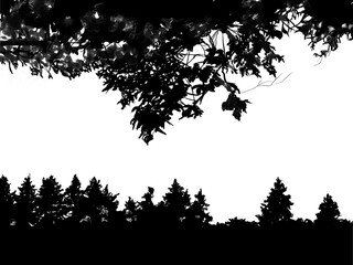 silhouettes of trees and forest