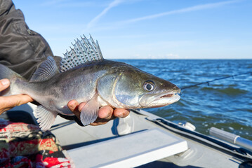 Obraz premium Fisherman holds a caught zander or pike perch in hands against the background of the Baltic sea. Fishing catch and release concept. Zander on freedom.