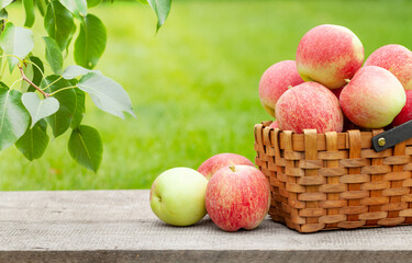 Ripe garden apple fruits