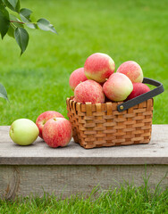Ripe garden apple fruits