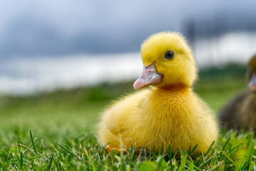 Small newborn ducklings walking on backyard on green grass. Yellow cute duckling running on meadow field on sunny day.