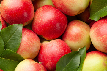 Ripe garden apple fruits