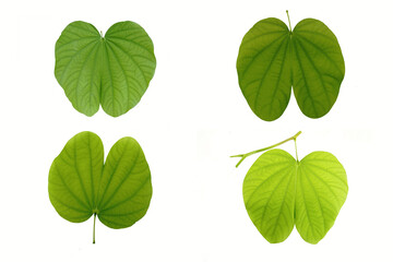 Fototapeta na wymiar four green round leaves On a white background