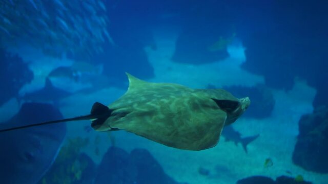 leopard whipray biology aquarium slow motion 4k